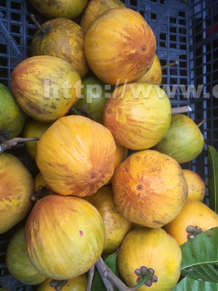 Eggfruit Pouteria campechiana