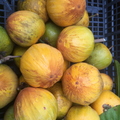 Eggfruit Pouteria campechiana
