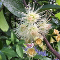 Wax Jambu Flowers Syzygium samarangense