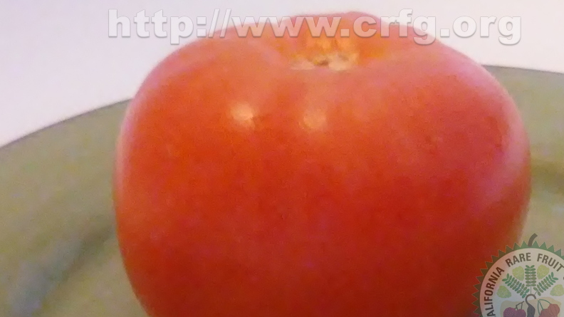 AS01_Tomato 1.jpg