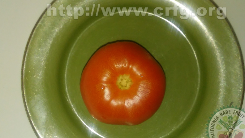 AS03_Tomato 3.jpg