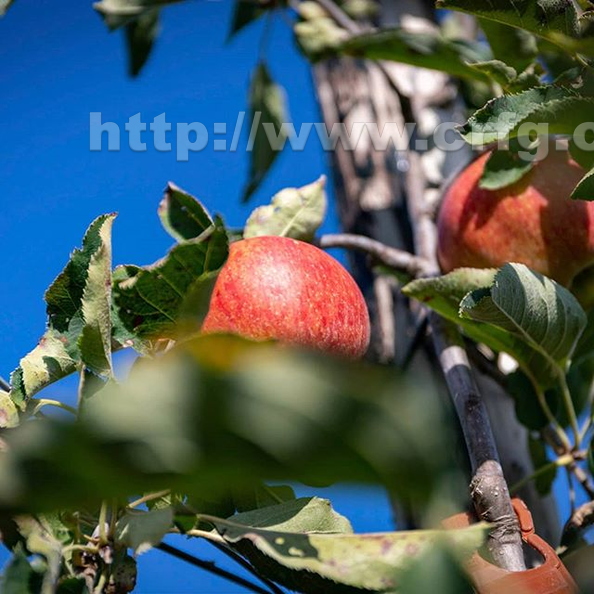 Fresh Apple Pictures
