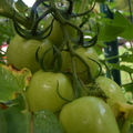 Bunch O Tomatoes