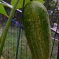 Cucumber1.JPG