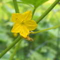 Cucumber Flower