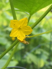 Cucumber Flower