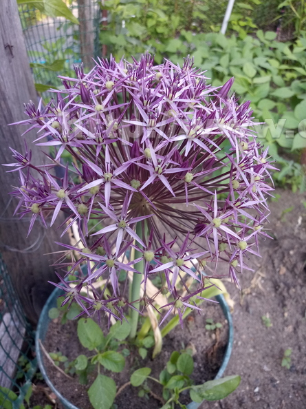 Purple Allium Bulbs.jpg