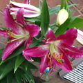 Pink Spotted Asiatic Lily.JPG