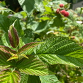 Raspberry Leaves