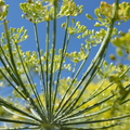 Dill Flowers