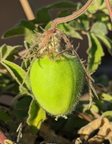 Arida Passionfruit