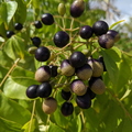 Curry Leaf Tree Berry
