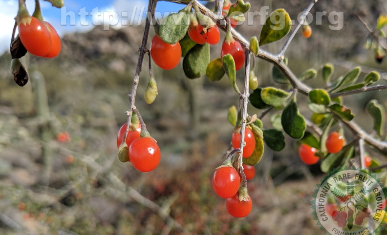 Desert Mistletoe Berry