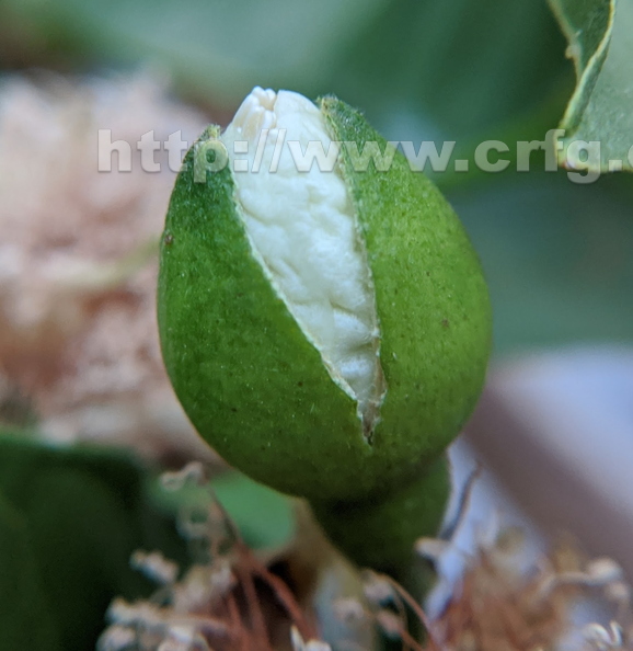 white-guava.jpg