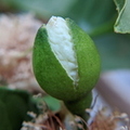 white-guava.jpg