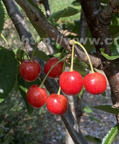 English Morello Cherry 2.jpg