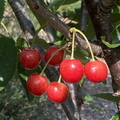 English Morello Cherry 2