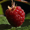 Garden Raspberry