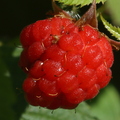 Garden Raspberry
