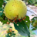 Apricot With Insects