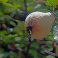 4th Place: Pear Close Up Kaya Simmons West Orange, NJ.