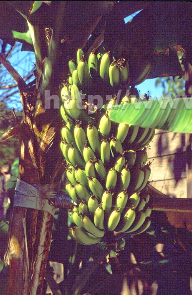 Banana bunch.jpg