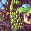 Banana Bunch Ready To Harvest