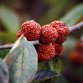 Chinese mulberry