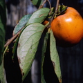 Hachiya persimmon