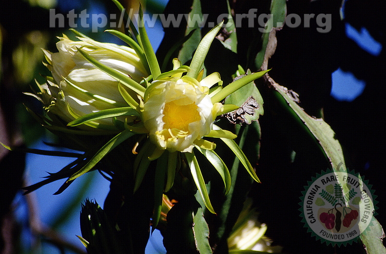 Hylocereus (Dragon Fruit) flower