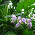 Pepino Blossoms