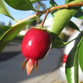 Cherry of the Rio Grande