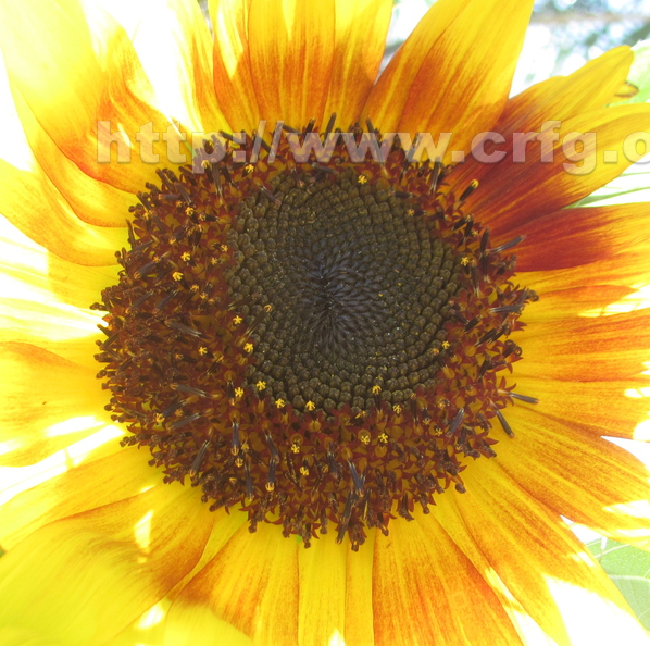 Sunflower (3).jpg