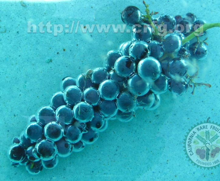 Underwater Grapes