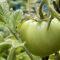 Tomato Fruit