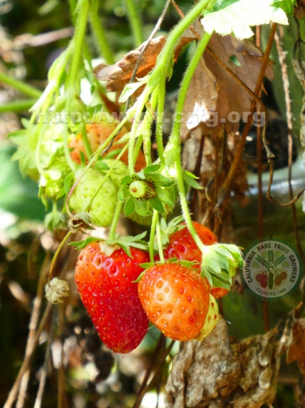 Garden Grown Strawberries_1.jpg