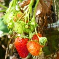 Garden Grown Strawberries 1