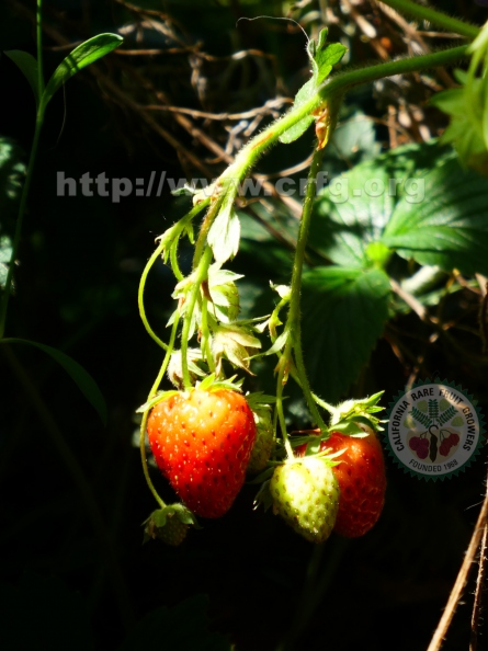 A Small Bunch of Strawberries_1.jpg