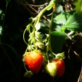 A Small Bunch of Strawberries_1.jpg