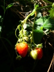 A Small Bunch of Strawberries 1
