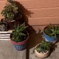 Plant Family 