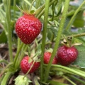 Strawberries in New England