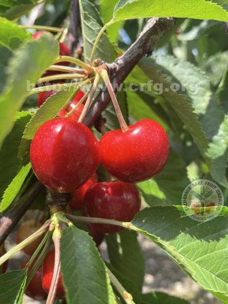 Cherries in New England