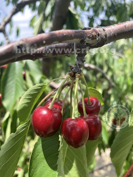cherries in new england