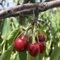 cherries in new england