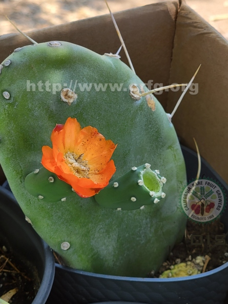 Paddle Cactus flower.jpg