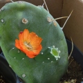 Paddle Cactus flower