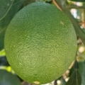 Citrus sinensis "Washington Navel"