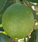 Citrus sinensis "Washington Navel"