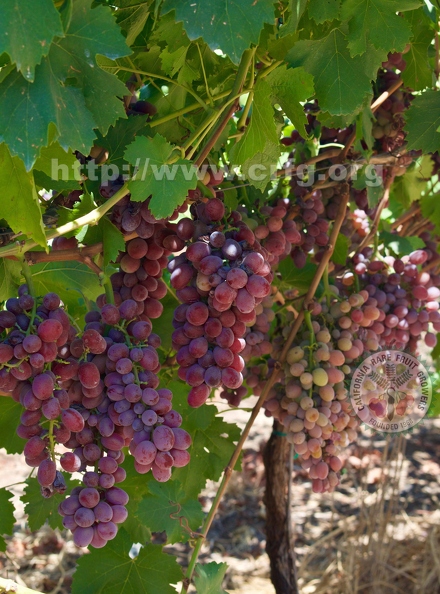 grapes1.jpg